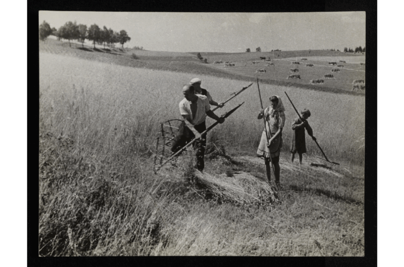 Żniwa, wieś Rekowo koło Bytowa, Jak Bułhak
